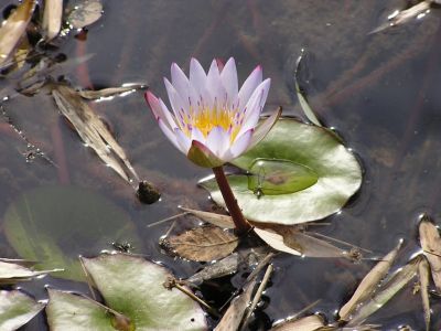 Cliquer pour voir l'image en taille réelle