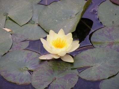 Cliquer pour voir l'image en taille réelle