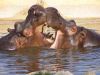 Nom du fichier=10_Hippopotame_114.jpg
Taille du fichier=133Ko
Dimensions : 1024x768
Ajouté le : 30 Juin 2006 10_Hippopotame_114.jpg