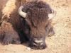 Bison-Zoo de la Barben (2004)-
