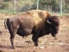Nom du fichier=16_Bison_151.jpg
Taille du fichier=219Ko
Dimensions : 1024x768
Ajouté le : 30 Juin 2006 16_Bison_151.jpg