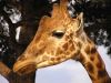 23_Girafe_018.jpg