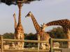 23_Girafe_027.jpg