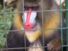 24_Singe_025.jpg