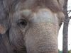 25_Elephant_036.jpg
