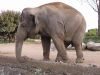 25_Elephant_040.jpg