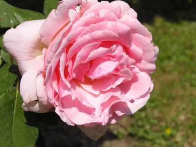 Cliquer pour voir l'image en taille réelle