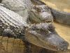 Ferme_Croco_01.jpg
