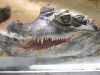 -La ferme aux crocodiles (2005)-