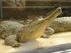 Ferme_Croco_03.jpg