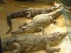 Ferme_Croco_04.jpg