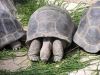 -La ferme aux crocodiles (2005)-