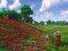 Nom du fichier=Coquelicots_oil.jpg
Taille du fichier=1312Ko
Dimensions : 1600x1200
Ajouté le : 19 Avril 2014 Coquelicots_oil.jpg