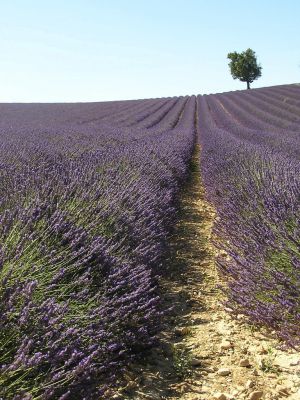 Cliquer pour voir l'image en taille réelle