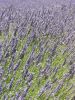 Nom du fichier=Lavandes_029.jpg
Taille du fichier=639Ko
Dimensions : 768x1024
Ajouté le : 25 Juillet 2007 Lavandes_029.jpg