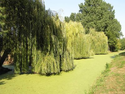 Cliquer pour voir l'image en taille réelle