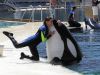 Un pas de danse-Marineland (2005)-