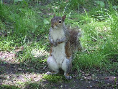 Cliquer pour voir l'image en taille réelle