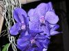 orchidees_(13).jpg