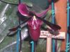 orchidees_(14).jpg
