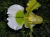Nom du fichier=orchidees_(18).jpg
Taille du fichier=180Ko
Dimensions : 1024x768
Ajouté le : 30 Avril 2007 orchidees_(18).jpg