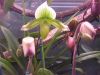 orchidees_(23).jpg
