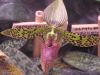 orchidees_(25).jpg