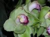 Nom du fichier=orchidees_(26).jpg
Taille du fichier=227Ko
Dimensions : 1024x768
Ajouté le : 30 Avril 2007 orchidees_(26).jpg