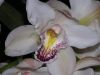 Nom du fichier=orchidees_(27).jpg
Taille du fichier=196Ko
Dimensions : 1024x768
Ajouté le : 30 Avril 2007 orchidees_(27).jpg