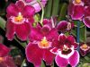 orchidees_(3).jpg