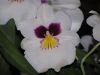 Nom du fichier=orchidees_(31).jpg
Taille du fichier=211Ko
Dimensions : 1024x768
Ajouté le : 30 Avril 2007 orchidees_(31).jpg