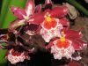 -Orchidées-