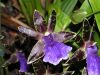 orchidees_(34).jpg