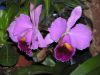 orchidees_(5).jpg