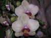 orchidees_(8).jpg