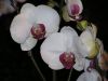 Nom du fichier=orchidees_(9).jpg
Taille du fichier=170Ko
Dimensions : 1024x768
Ajouté le : 30 Avril 2007 orchidees_(9).jpg